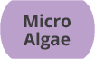Micro Algae